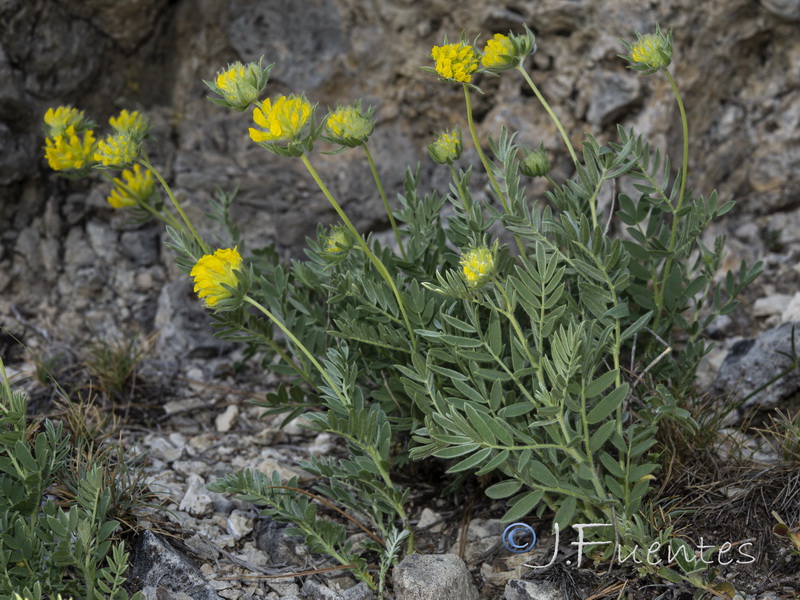 Anthyllis rupestris.08