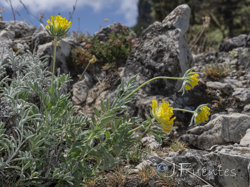 Anthyllis rupestris.09