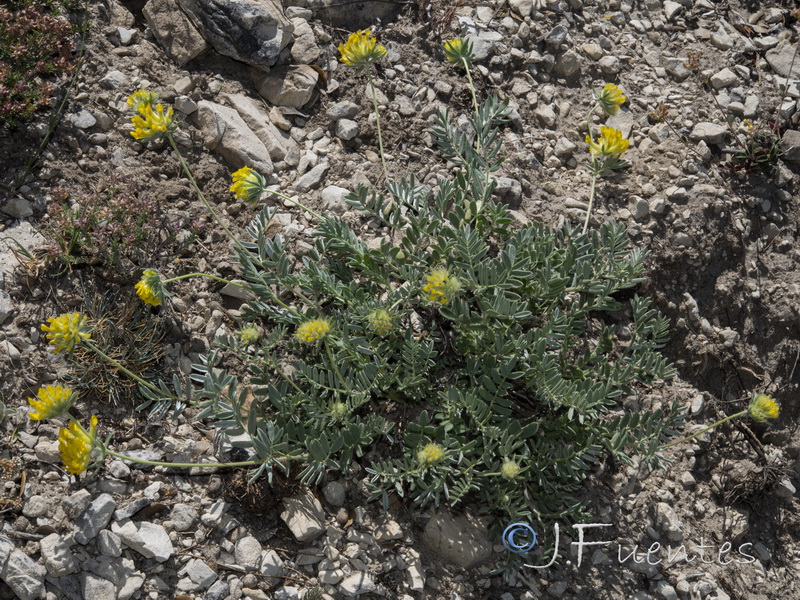 Anthyllis rupestris.10