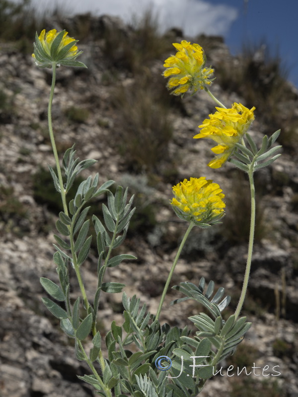 Anthyllis rupestris.11