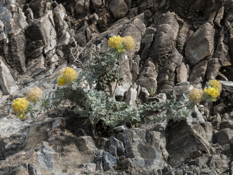 Anthyllis tejedensis plumosa.03