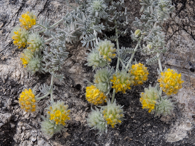 Anthyllis tejedensis plumosa.04