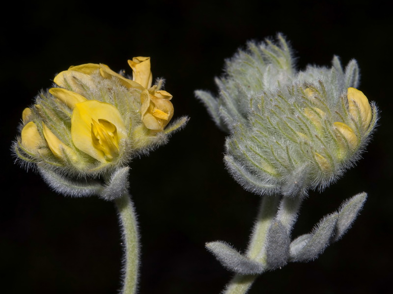 Anthyllis tejedensis plumosa.13