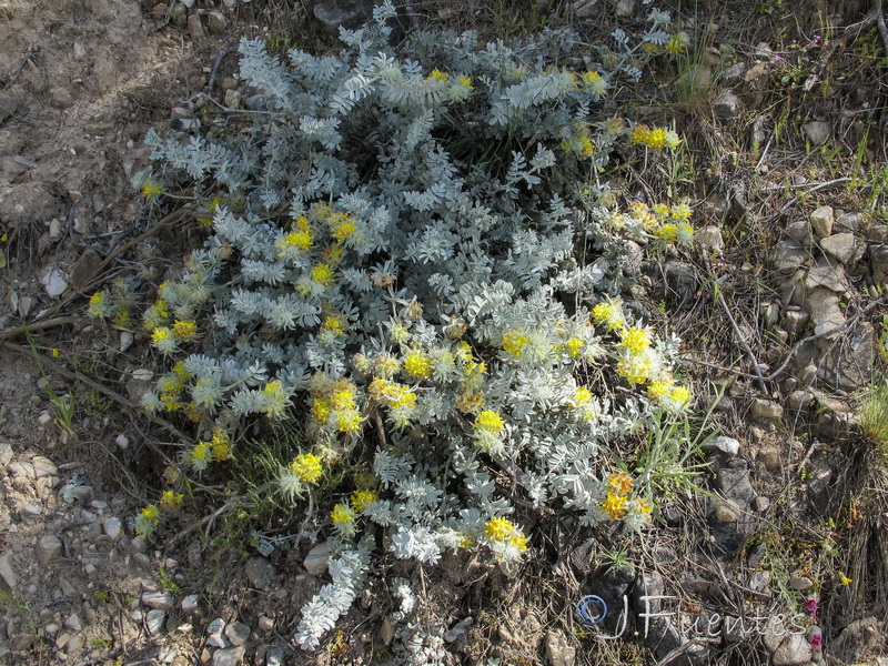 Anthyllis tejedensis plumosa.23