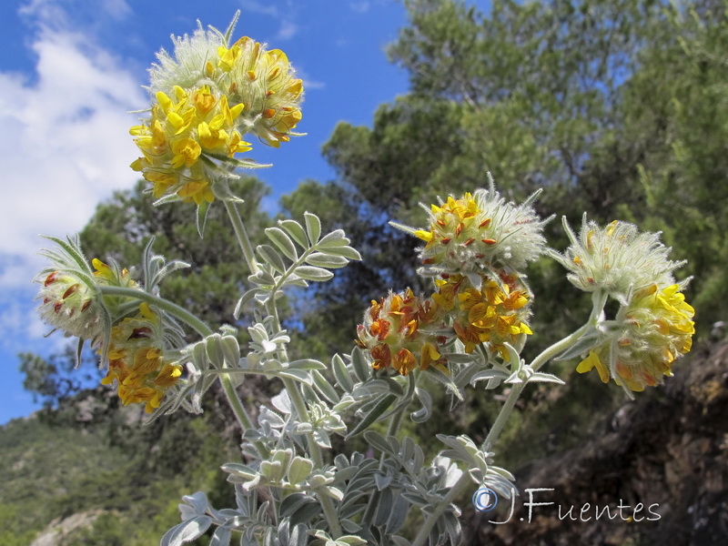 Anthyllis tejedensis plumosa.24