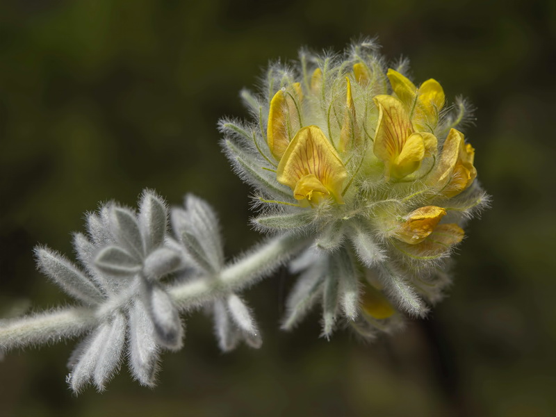 Anthyllis tejedensis plumosa.26