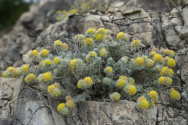 Anthyllis tejedensis plumosa.01