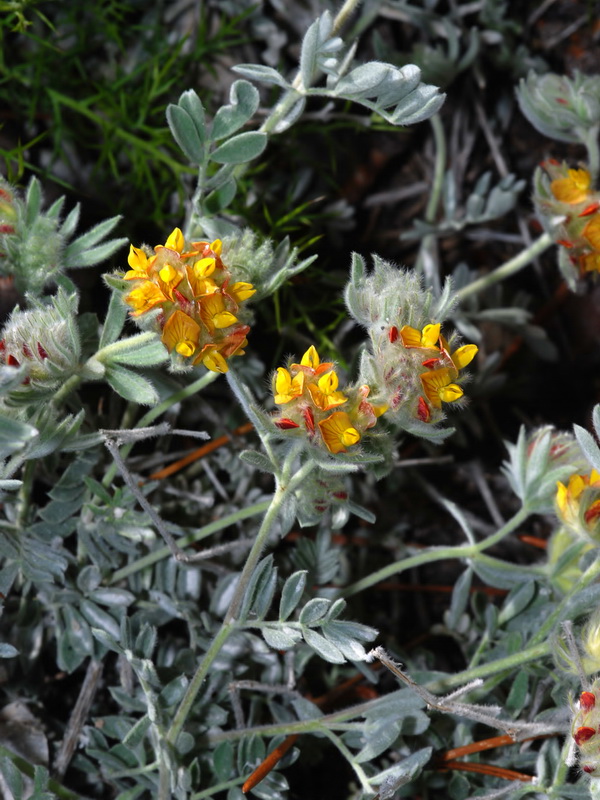 Anthyllis tejedensis tejedensis.04