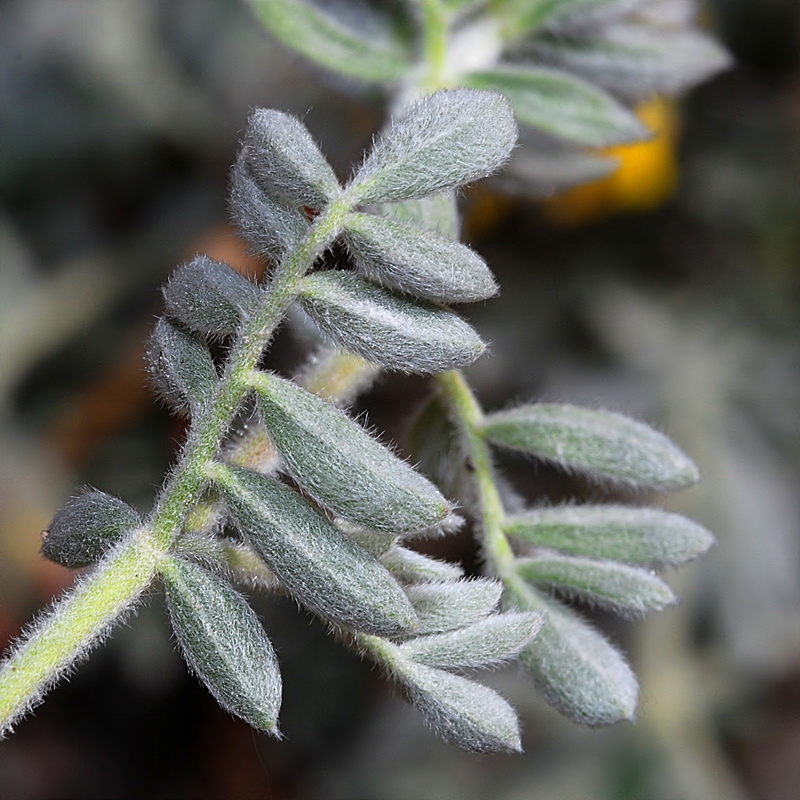 Anthyllis tejedensis tejedensis.06