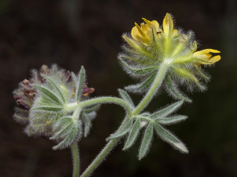 Anthyllis tejedensis tejedensis.07