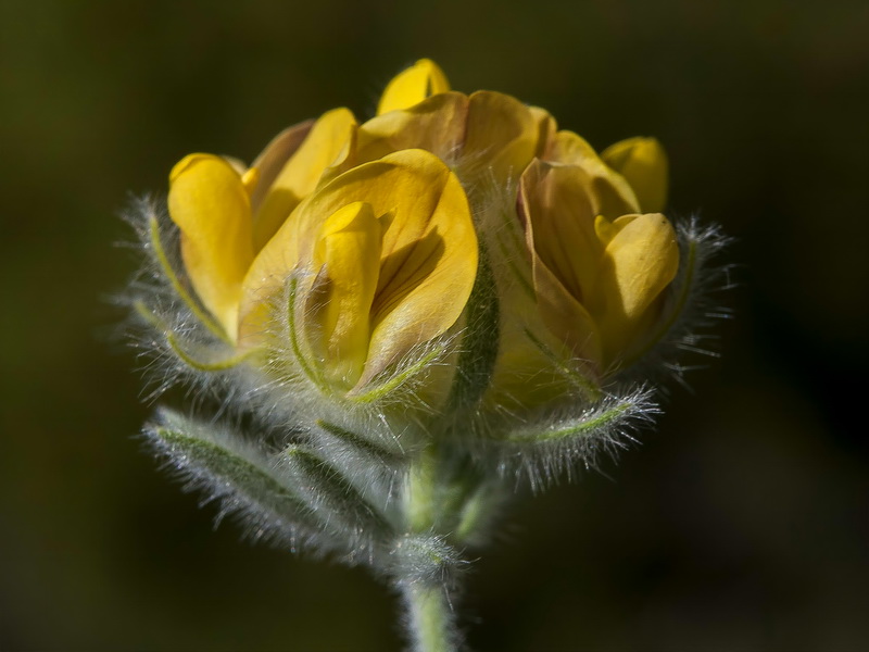 Anthyllis tejedensis tejedensis.11