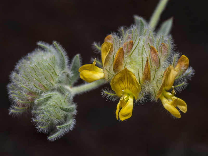 Anthyllis tejedensis tejedensis.13