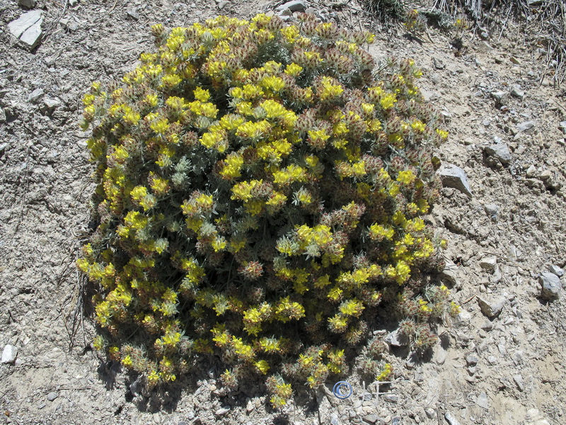 Anthyllis tejedensis tejedensis.18