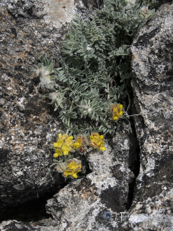 Anthyllis tejedensis tejedensis.19