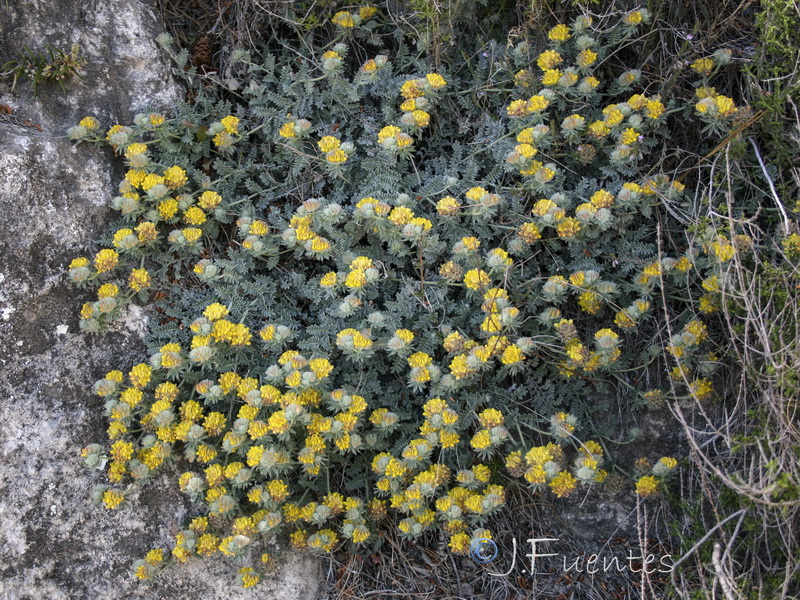 Anthyllis tejedensis tejedensis.20