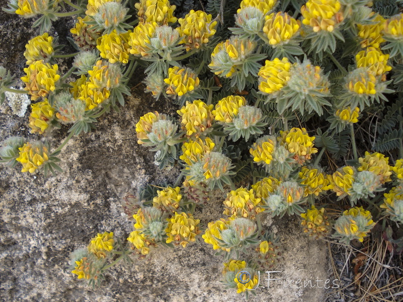 Anthyllis tejedensis tejedensis.22