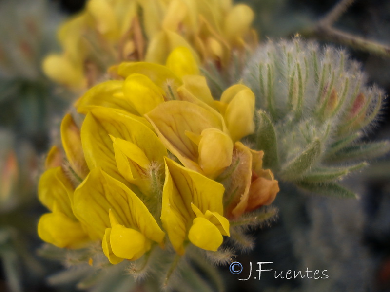 Anthyllis tejedensis tejedensis.26