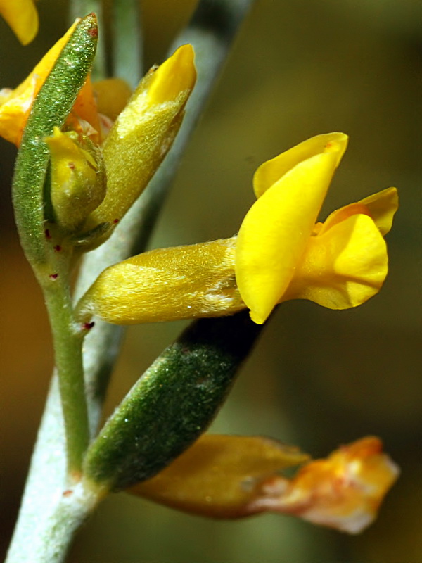Anthyllis terniflora.07