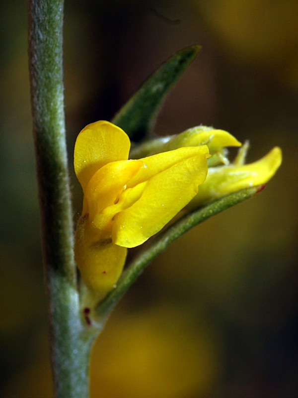 Anthyllis terniflora.09