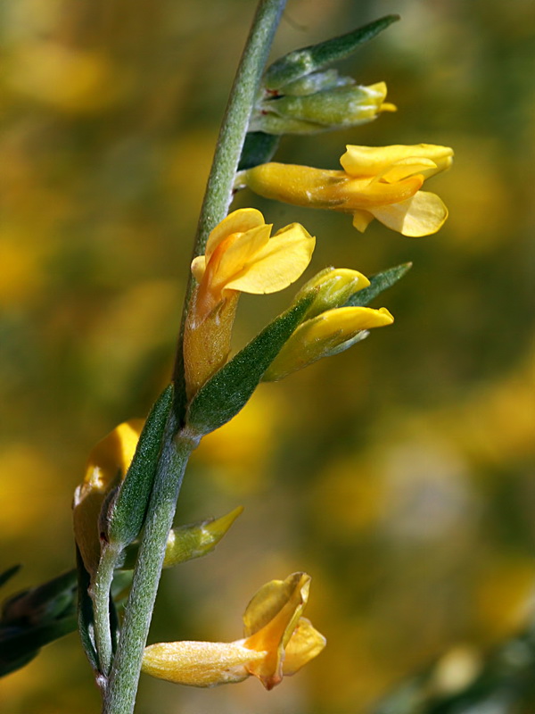 Anthyllis terniflora.10