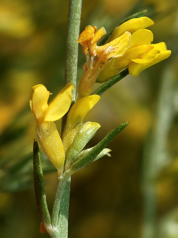 Anthyllis terniflora.11