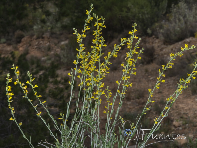 Anthyllis terniflora.14