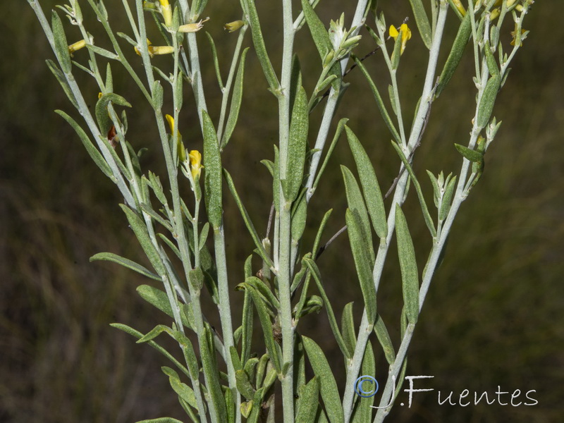 Anthyllis terniflora.13