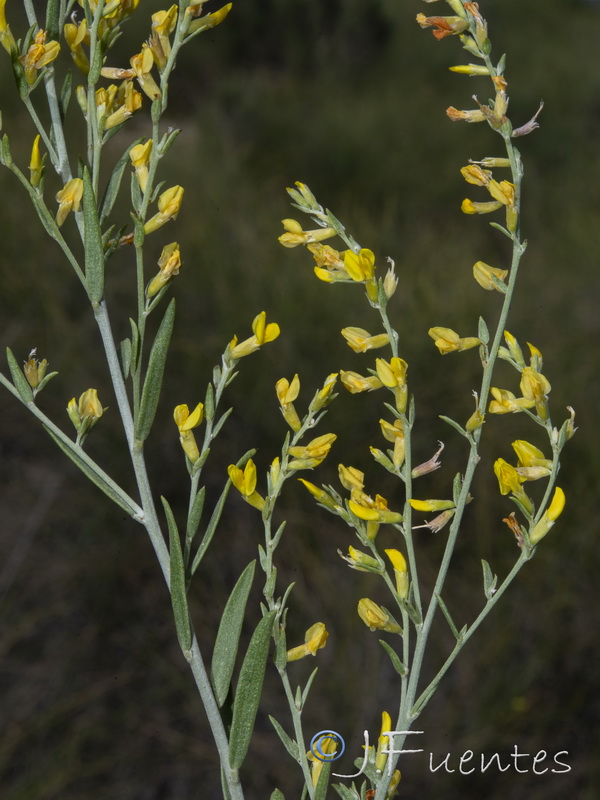 Anthyllis terniflora.16