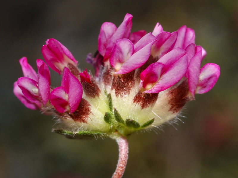 Anthyllis vulneraria arundana.11