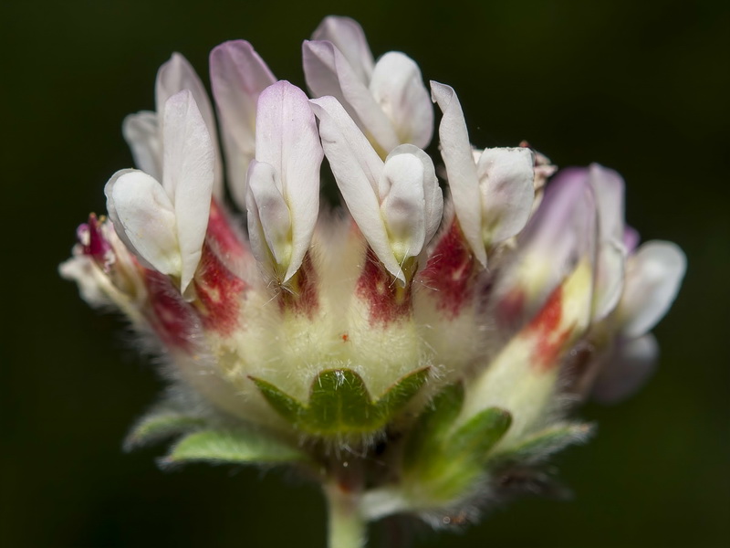 Anthyllis vulneraria arundana.16