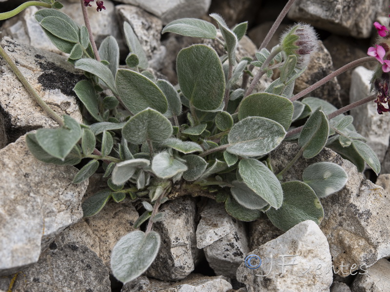 Anthyllis vulneraria arundana.24