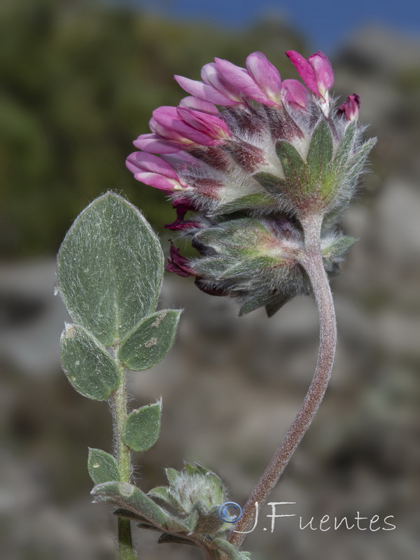 Anthyllis vulneraria arundana.26