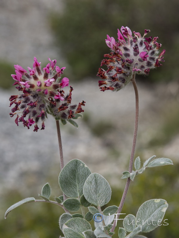 Anthyllis vulneraria arundana.27