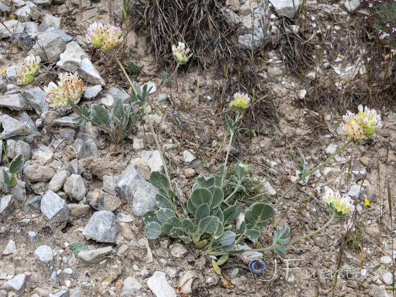 Anthyllis vulneraria gandogeri.01