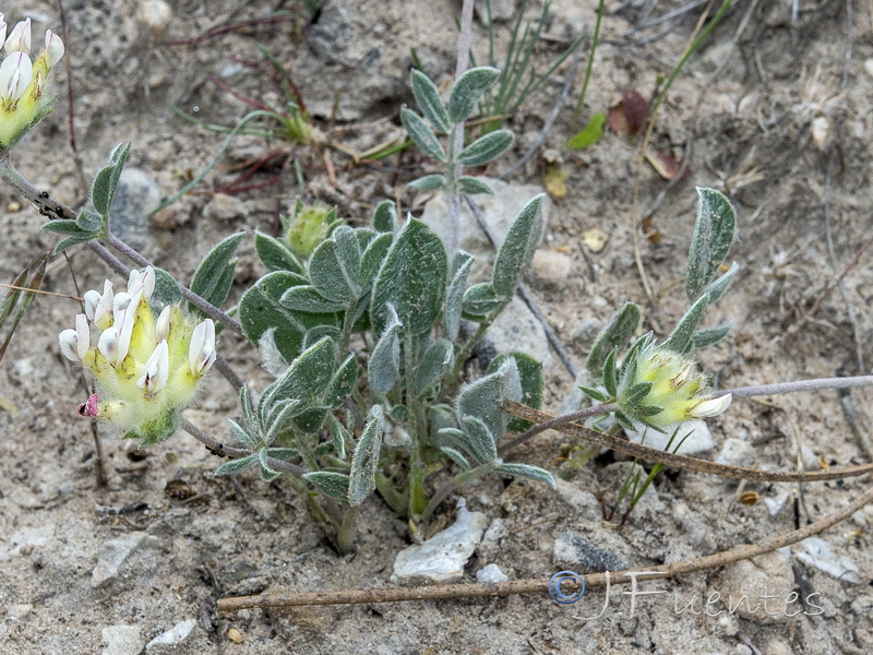 Anthyllis vulneraria gandogeri.03