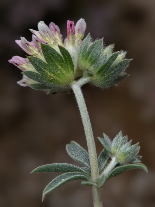 Anthyllis vulneraria gandogeri.08