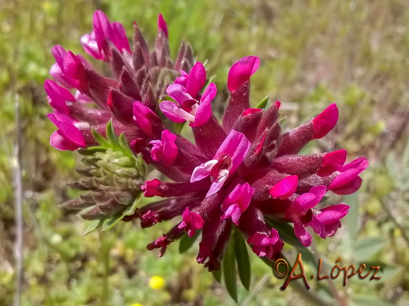 Anthyllis vulneraria maura.05
