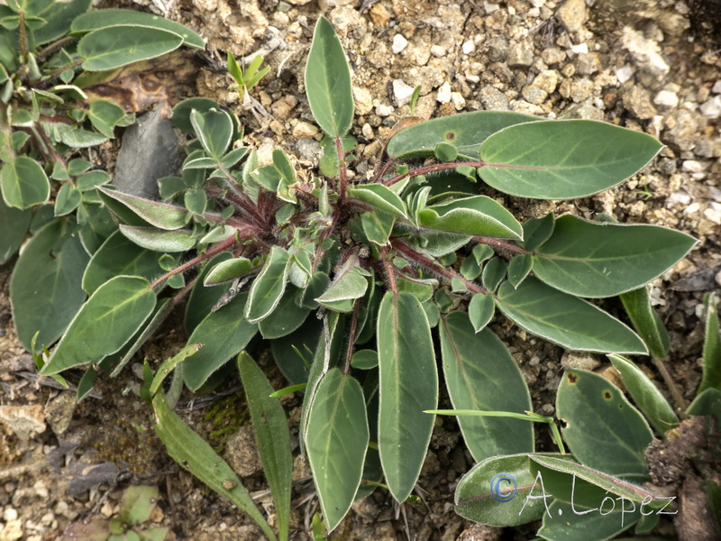 Anthyllis vulneraria maura.15