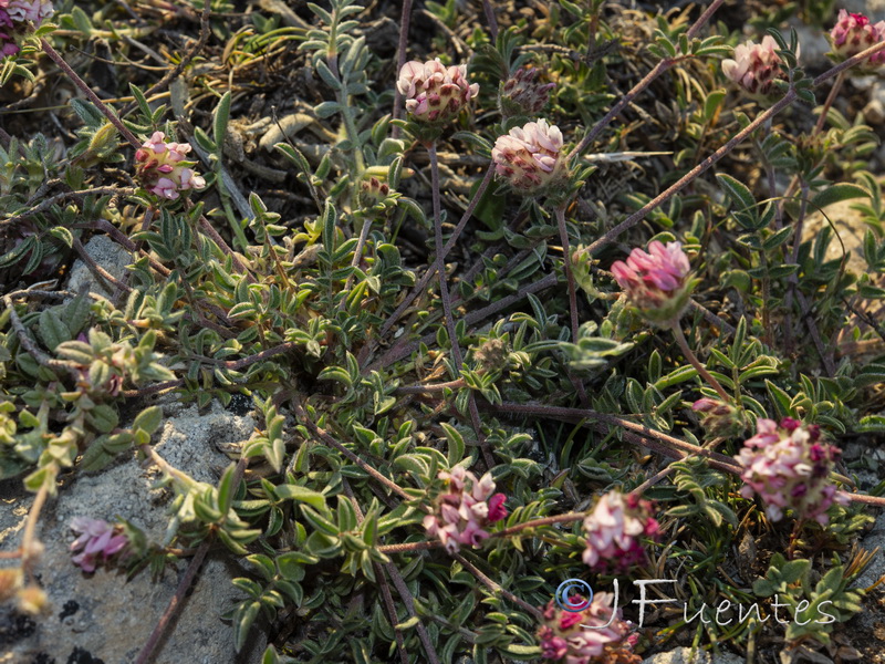 Anthyllis vulneraria microcephala.10