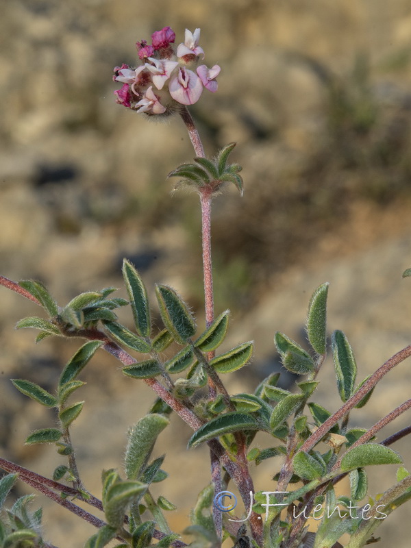 Anthyllis vulneraria microcephala.13