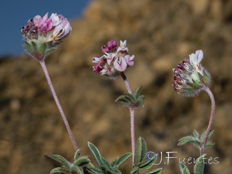 Anthyllis vulneraria microcephala.14
