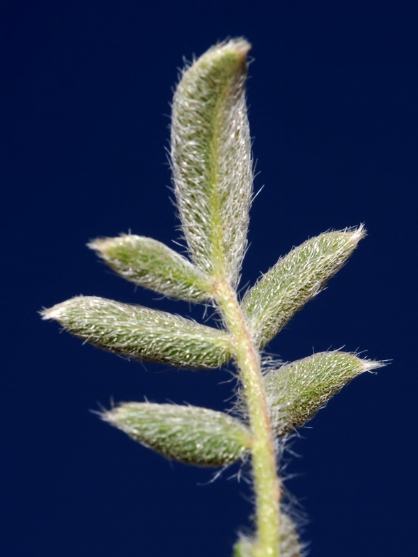Anthyllis vulneraria pseudoarundana.03