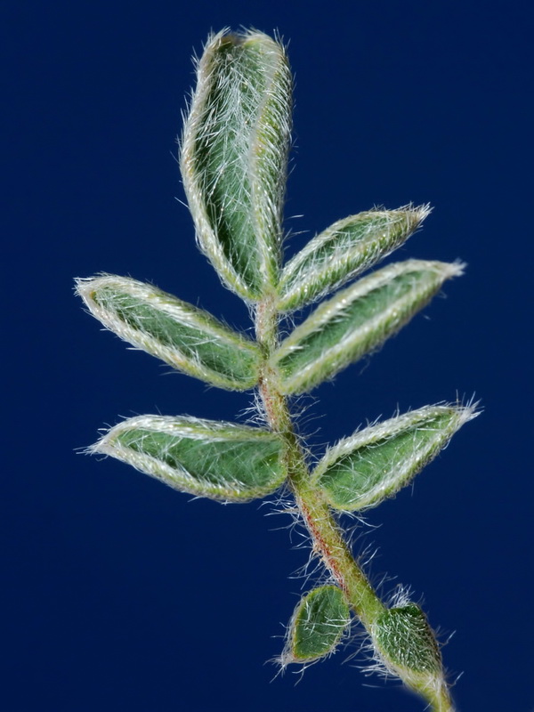 Anthyllis vulneraria pseudoarundana.04