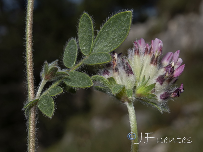Anthyllis vulneraria reuteri.03