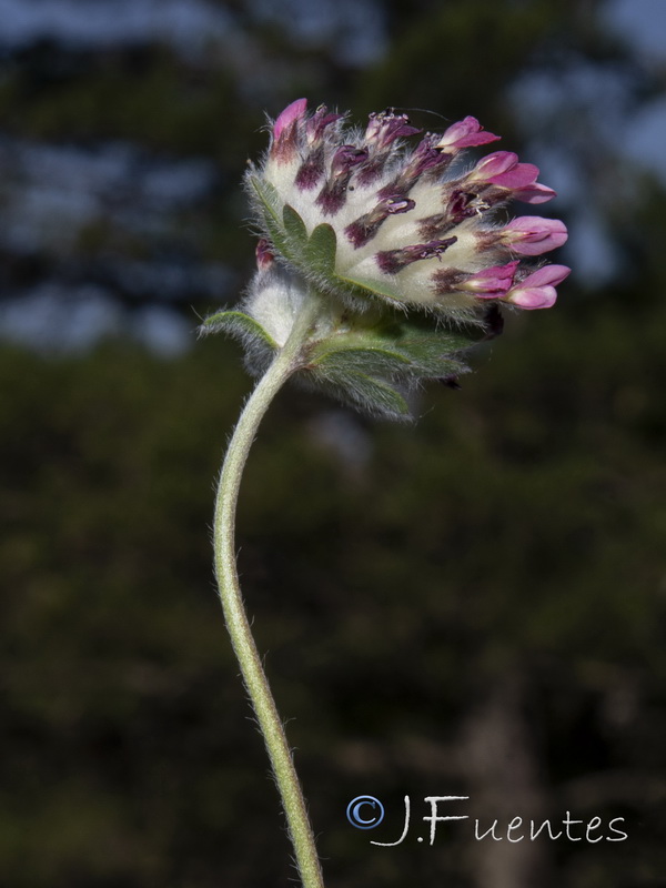Anthyllis vulneraria reuteri.05