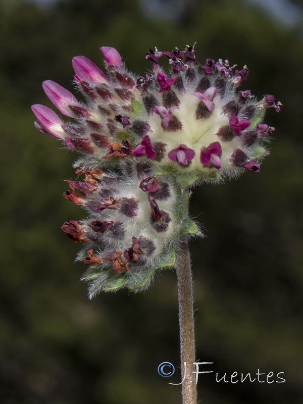 Anthyllis vulneraria reuteri.06