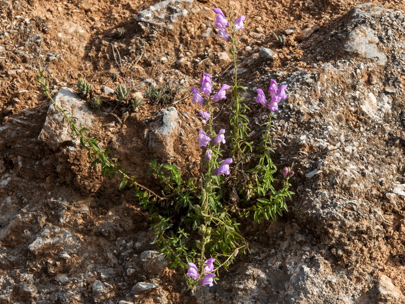 Antirrhinum australe.01