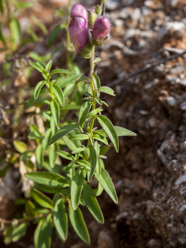 Antirrhinum australe.04