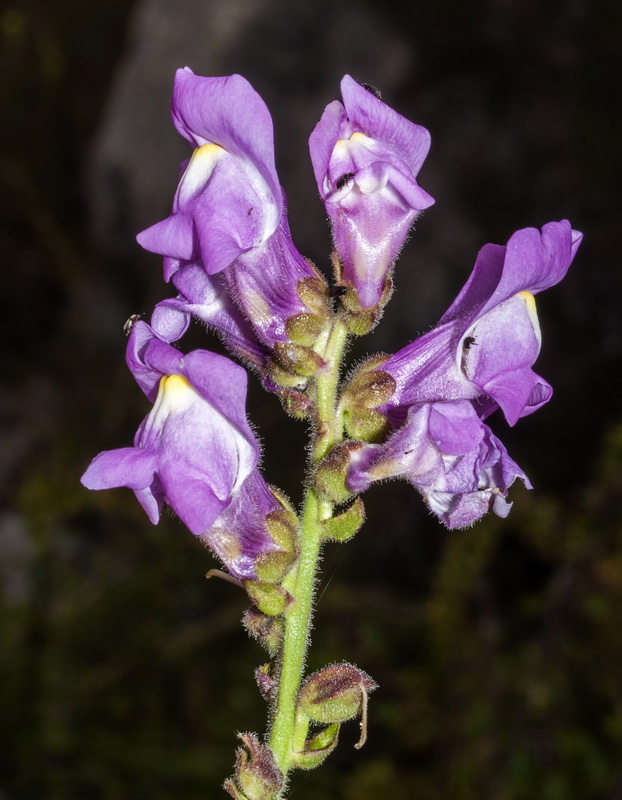 Antirrhinum australe.07