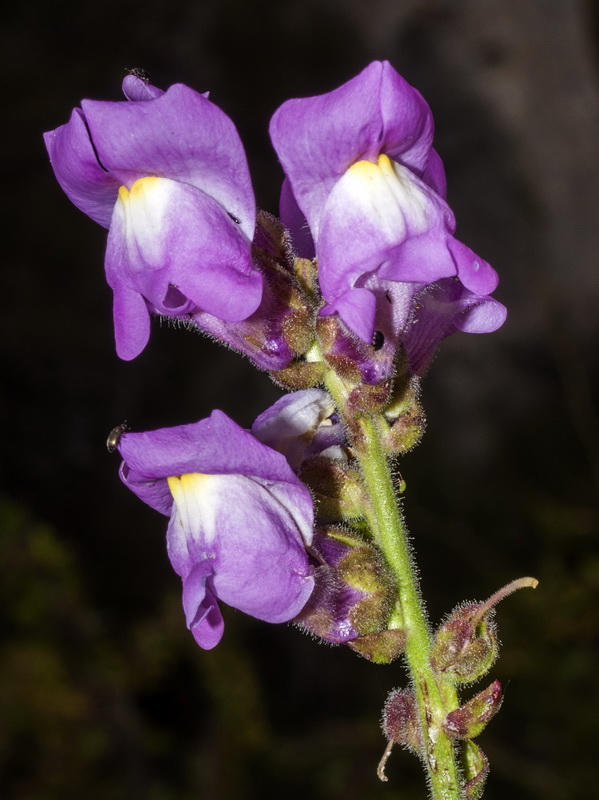 Antirrhinum australe.08